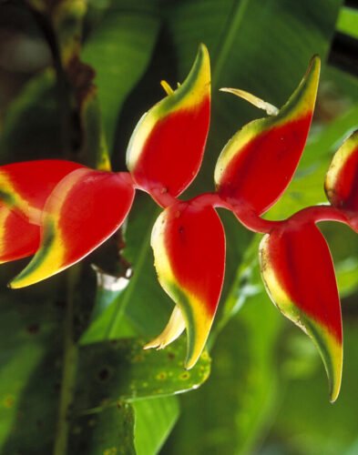 Heliconia Flower.
